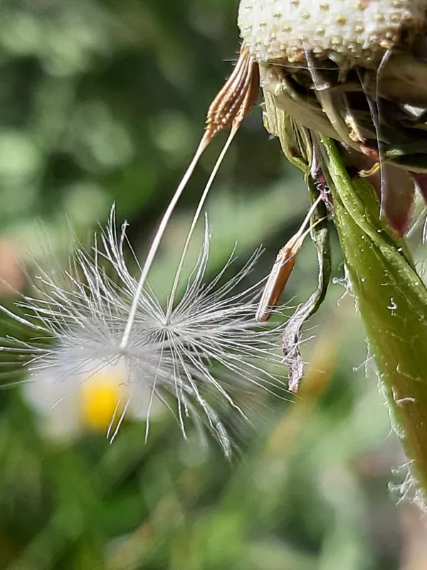 Pusteblume Pusteblume