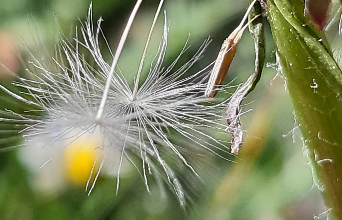 pusteblume